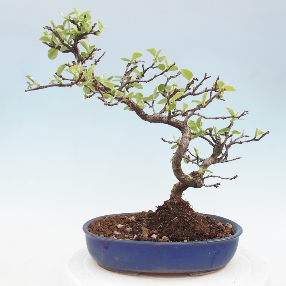 Bonsai für draußen - Chaneomeles chinensis