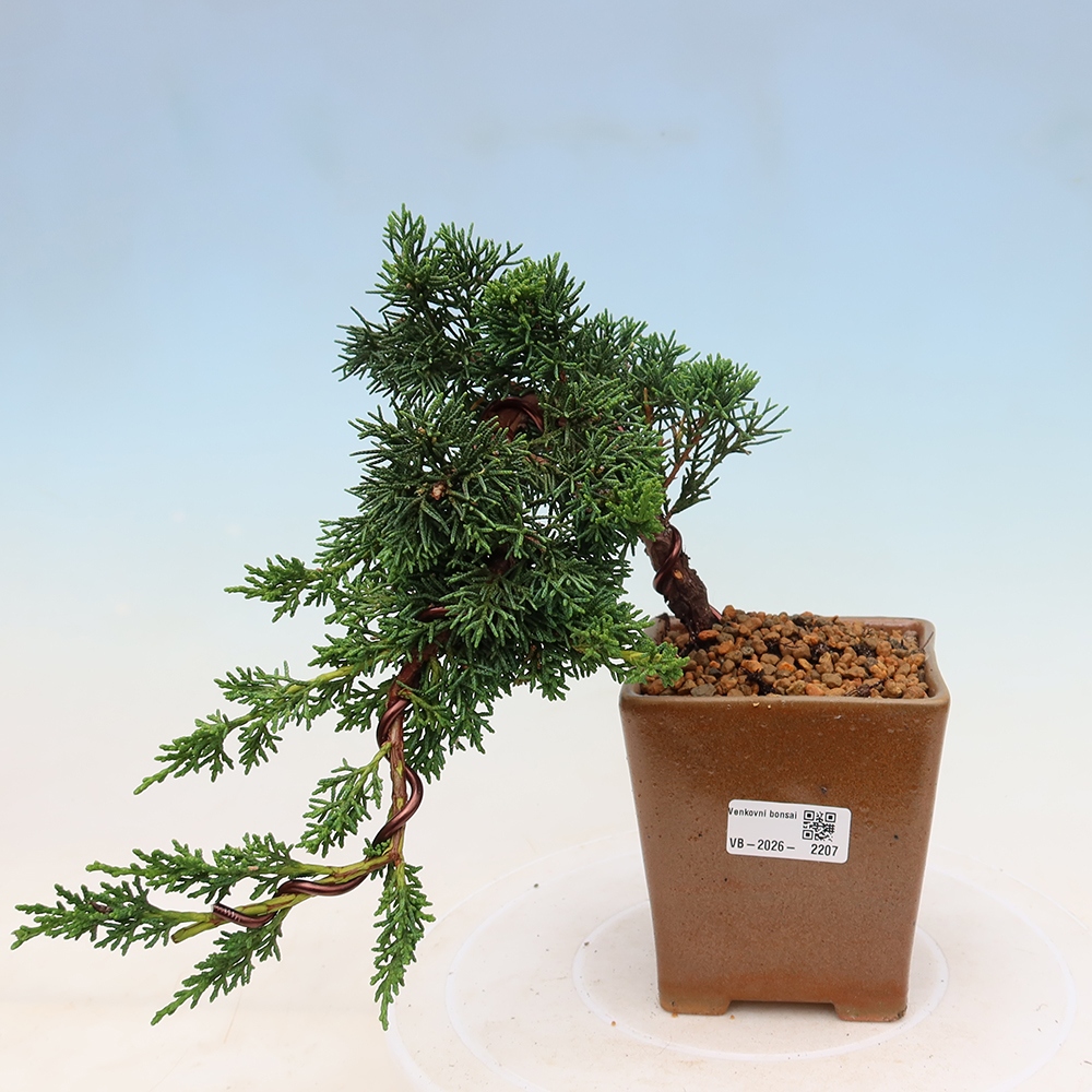 Bonsai für draußen - Juniperus chinensis Kishu