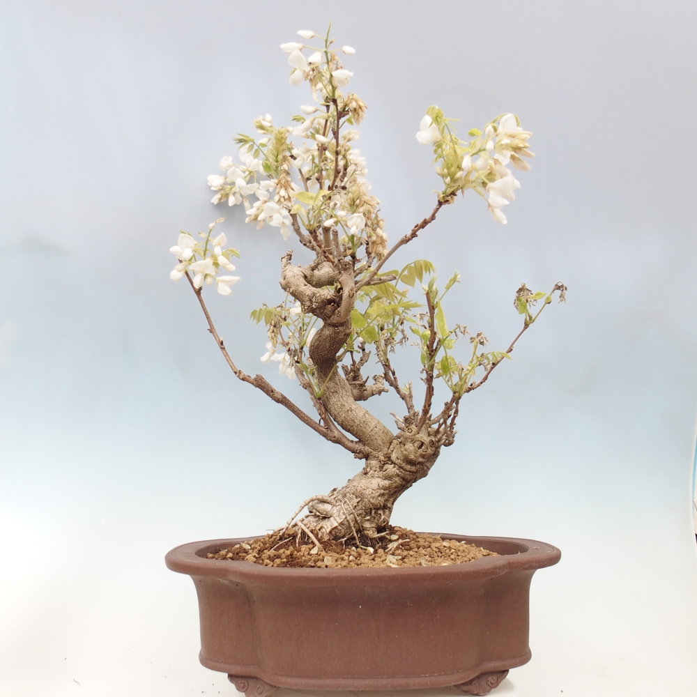 Bonsai für draußen - Vistaria - Glyzinie