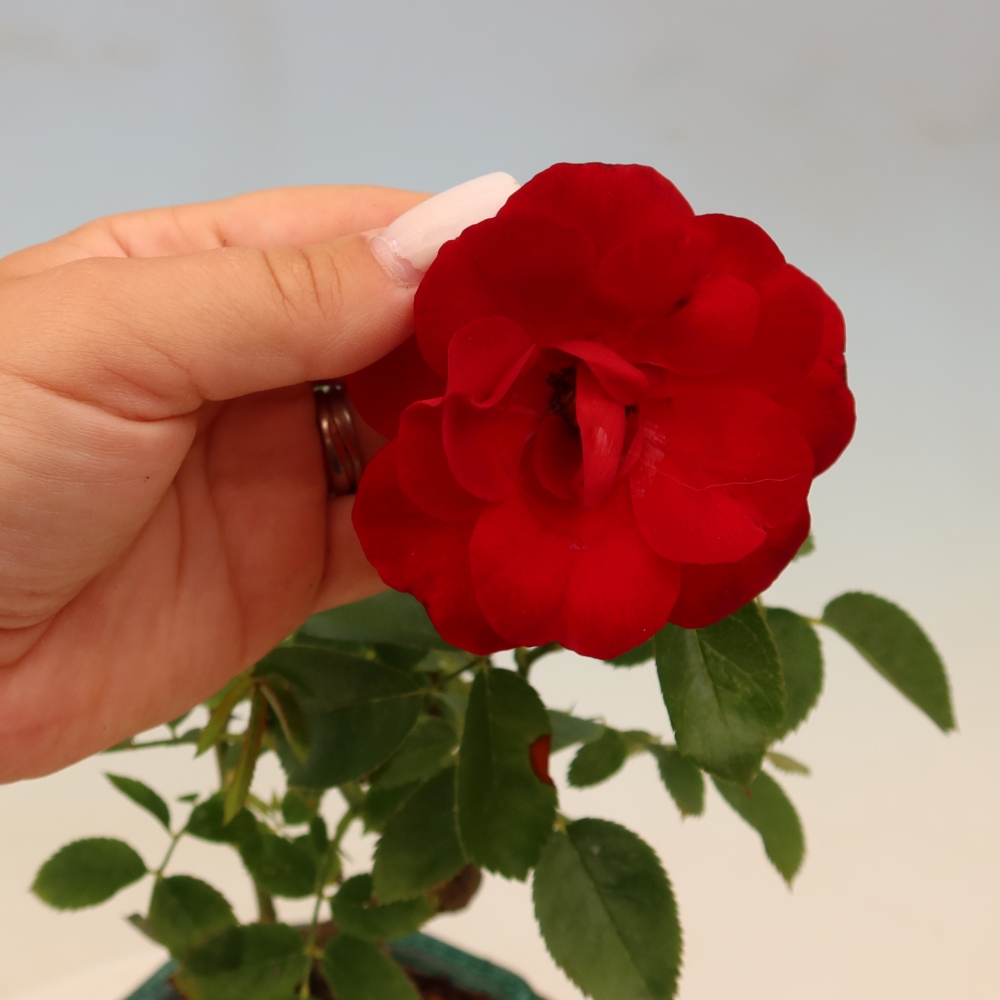 Bonsai für draußen - Rosa Kordes - Rose