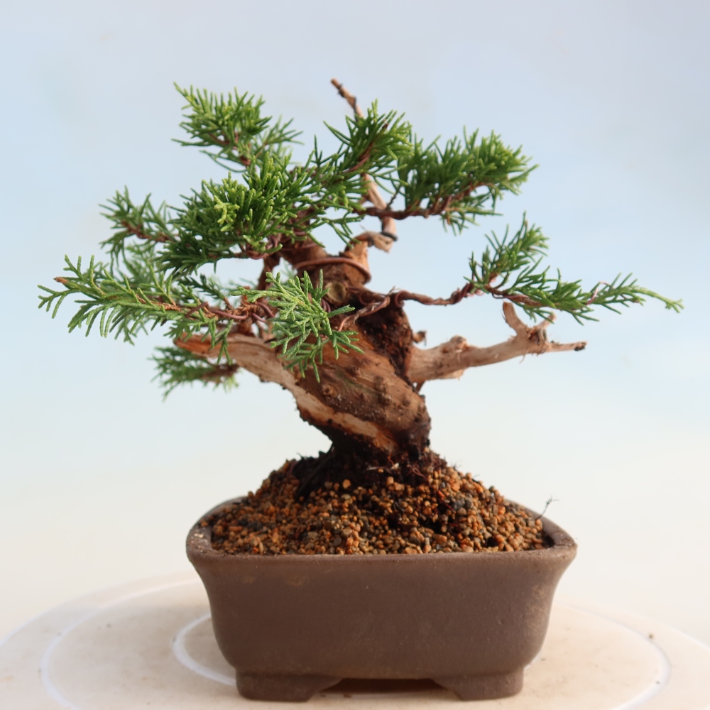 Bonsai für draußen - Juniperus chinensis Itoigawa