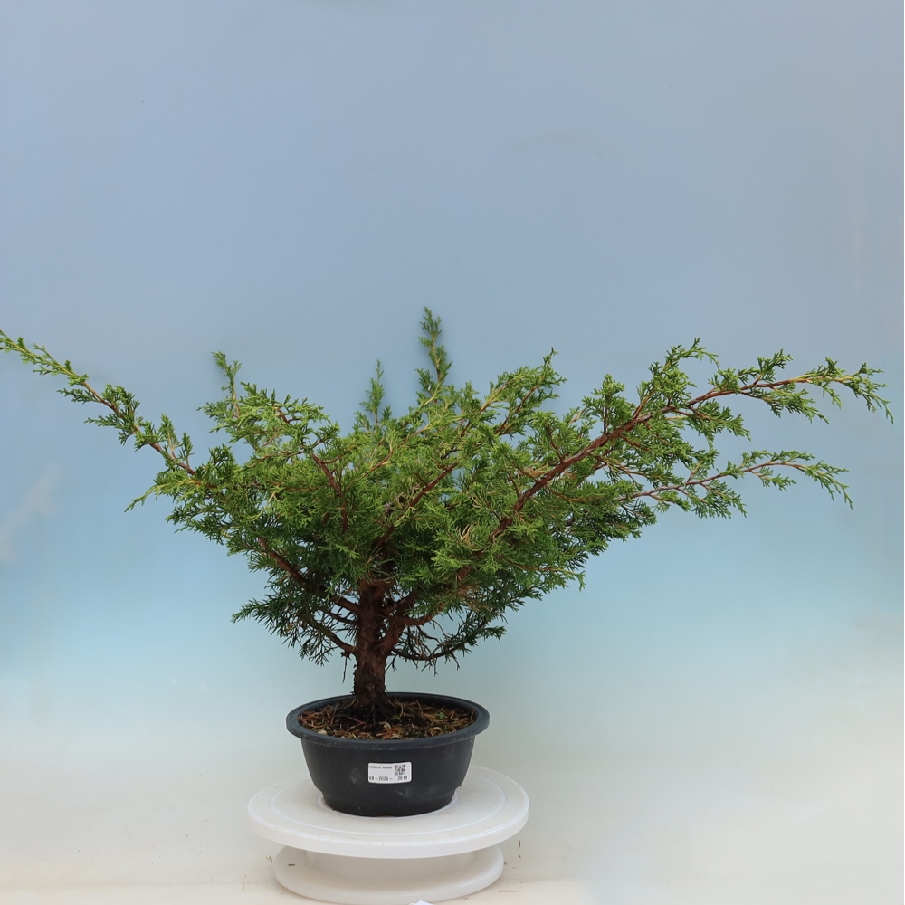 Bonsai für draußen - Juniperus chinensis Itoigawa