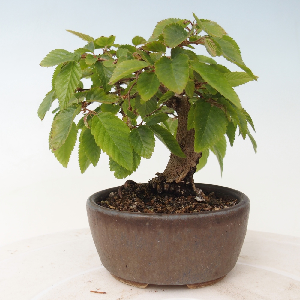 Bonsai für draußen -Carpinus CARPINOIDES - Koreanische Hainbuche