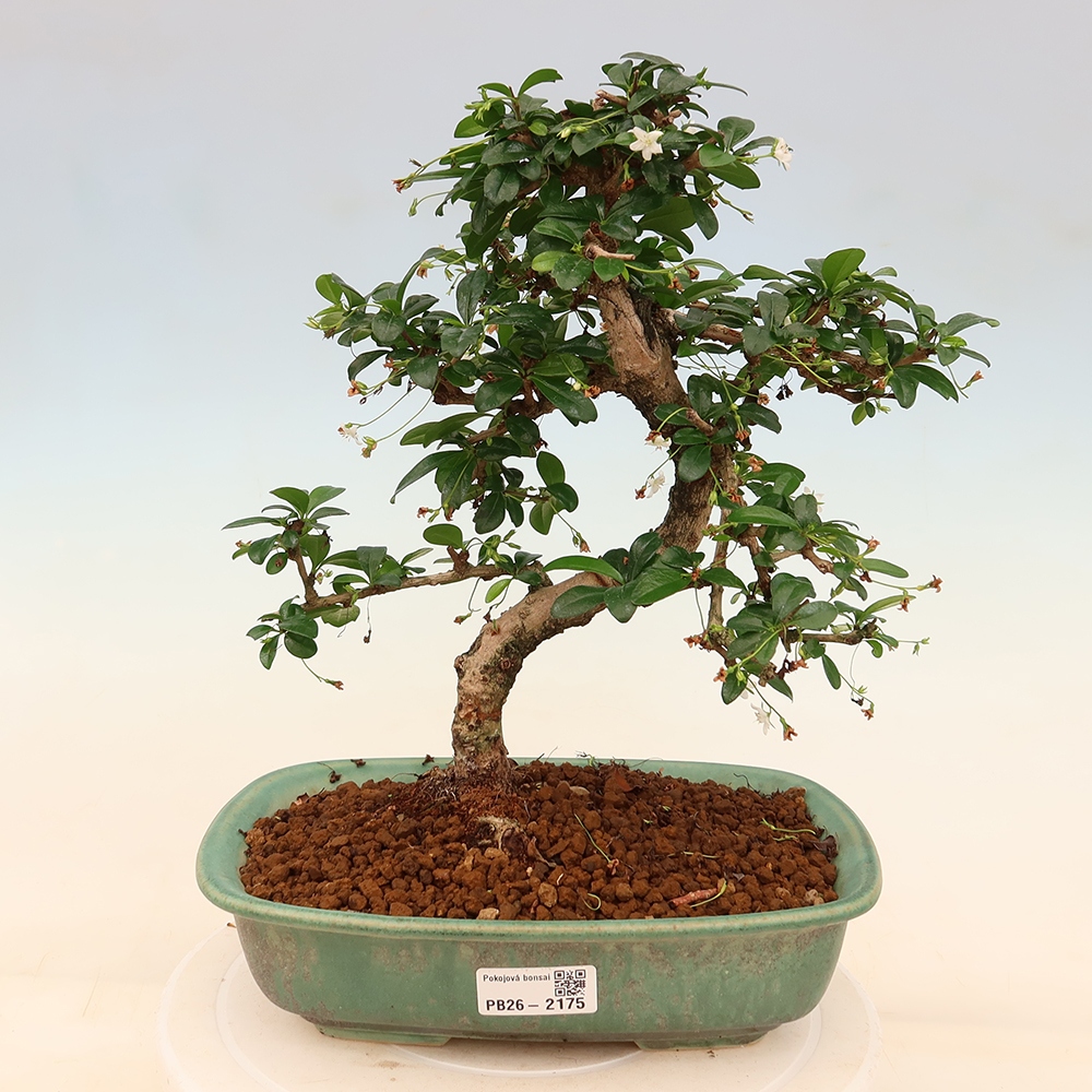 Zimmer-Bonsai - Carmona macrophylla - Tee-Fuki