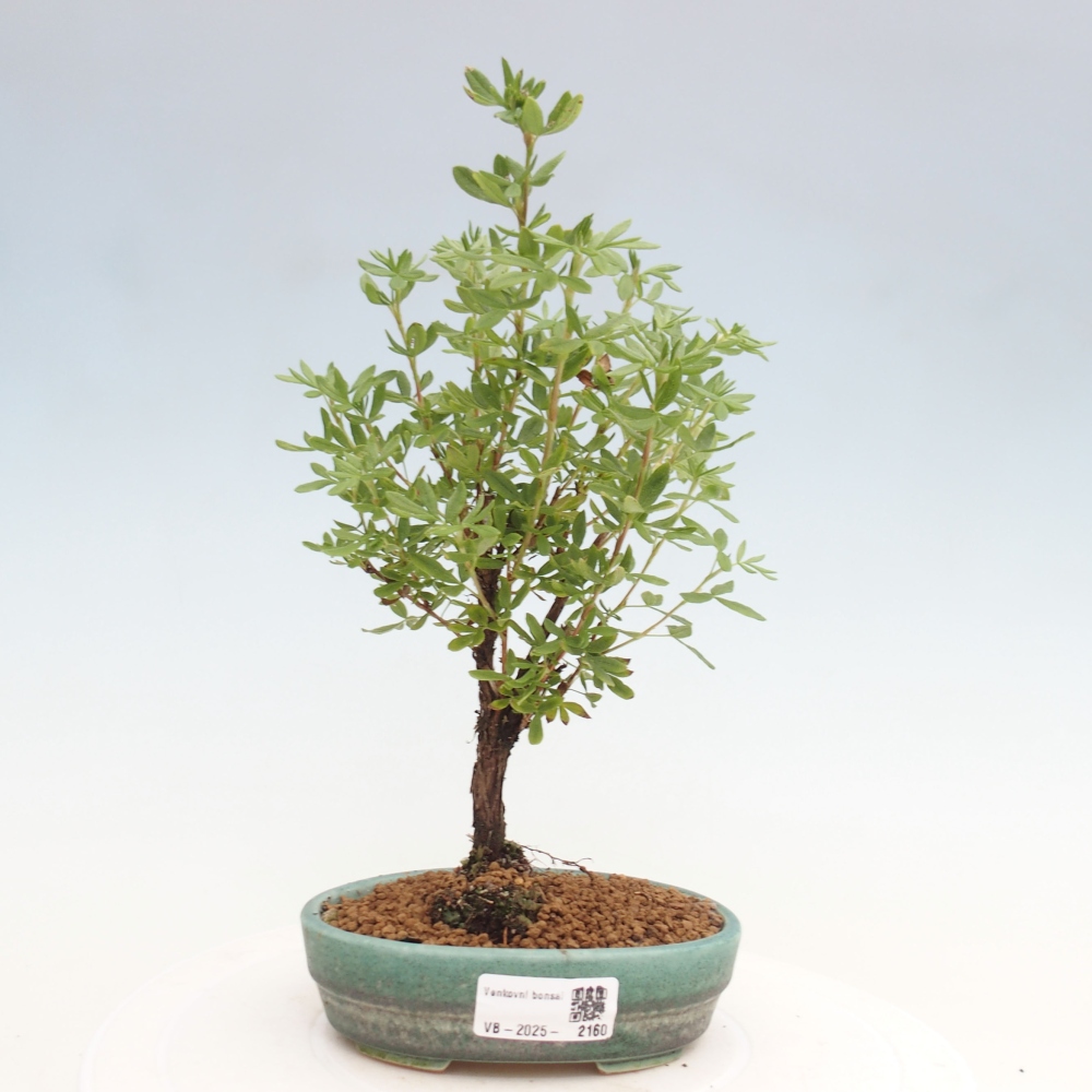 Bonsai für draußen - Potentila fruticosa gelber Vogel