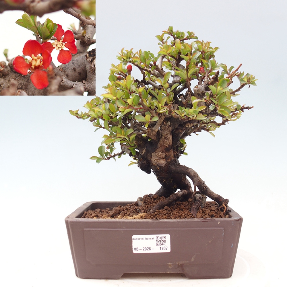 Bonsai für draußen - Chaneomeles speciosa - Quitte