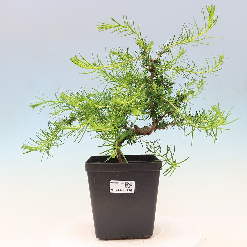 Bonsai für draußen -Larix decidua - Lärche