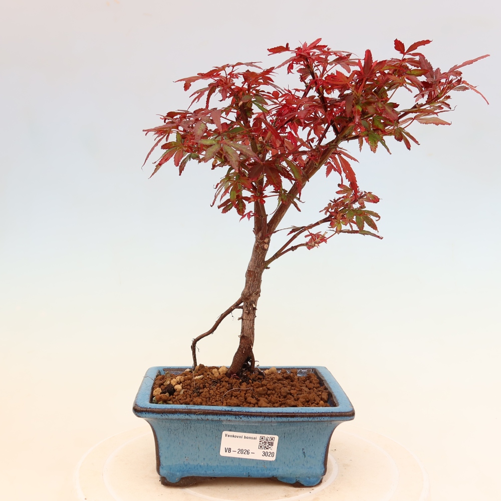 Bonsai für den Außenbereich – Palmenblättriger Ahorn – Acer palmatum „Berry Broom“ 