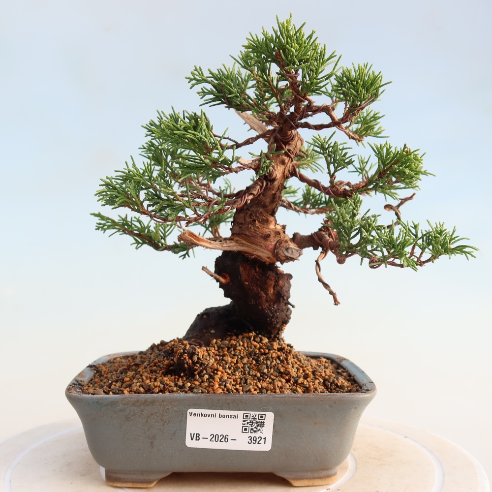 Bonsai für draußen - Juniperus chinensis Itoigawa