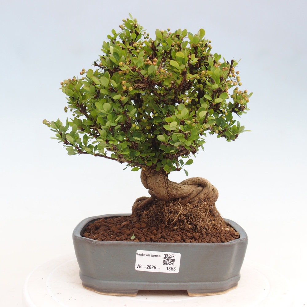 Bonsai für draußen - Berberis coreana