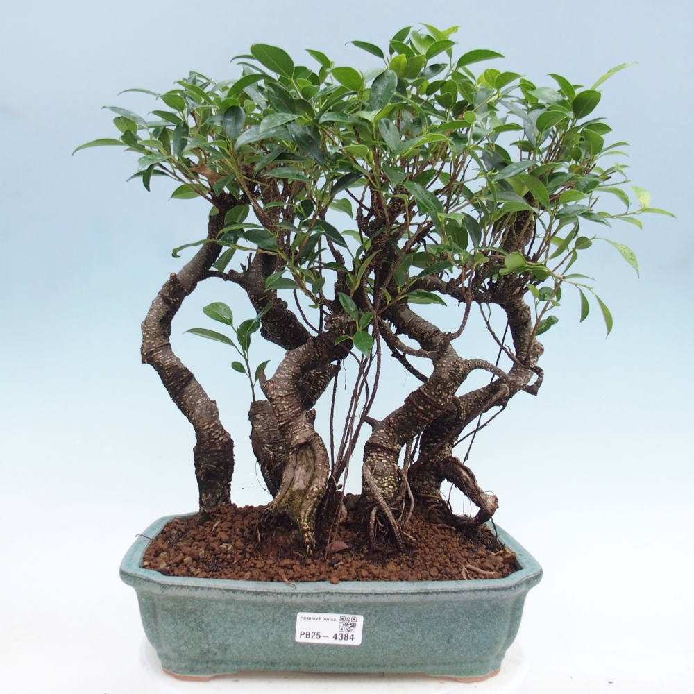 Zimmerbonsai - Ficus kimmen - Kleinblättriger Ficus