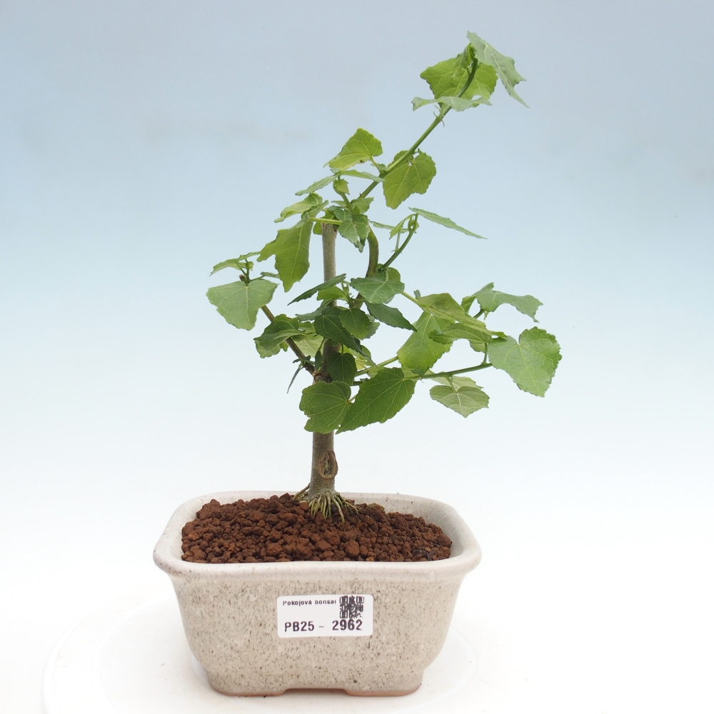 Zimmerbonsai - Malvaviscus arboreus