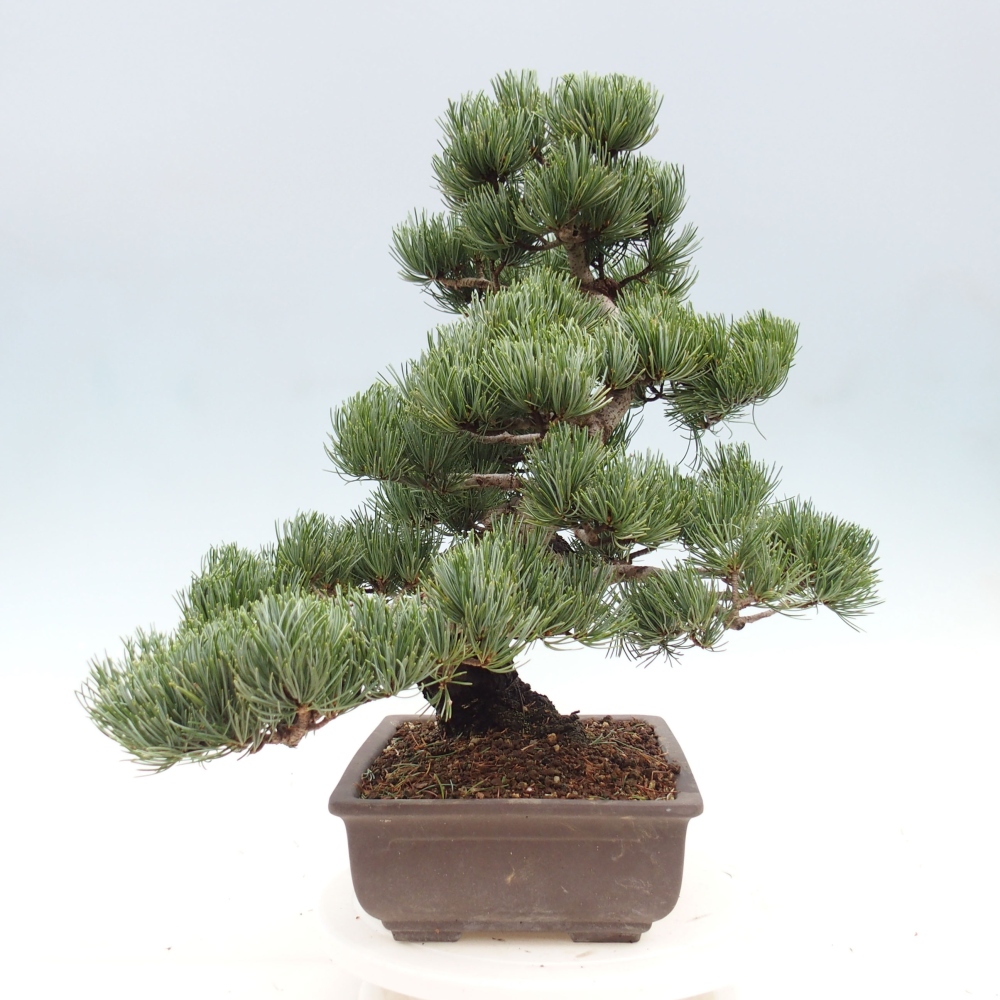 Bonsai für draußen - Pinus parviflora - Pinus parviflora