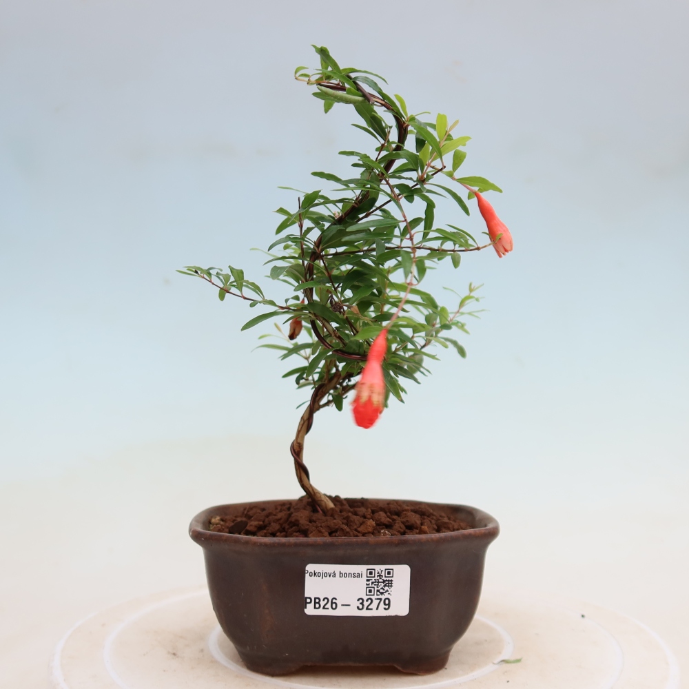 Zimmer-Bonsai-PUNICA granatum nana-Apfel-Granatapfel