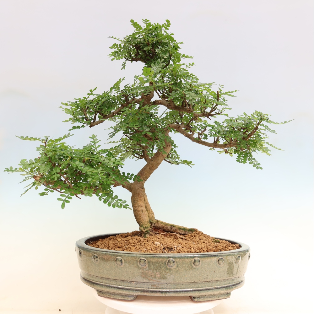 Zimmer Bonsai - Zantoxylum piperitum - Pfefferbaum