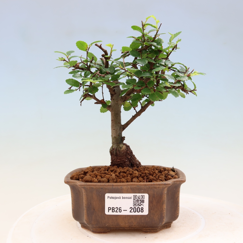 Zimmerbonsai - Ulmus parvifolia - Kleinblättrige Ulme