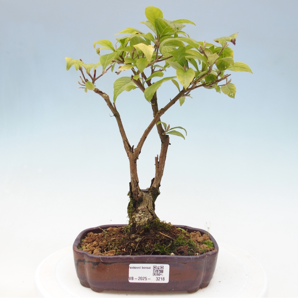 Bonsai für draußen - Callicarpa japonica