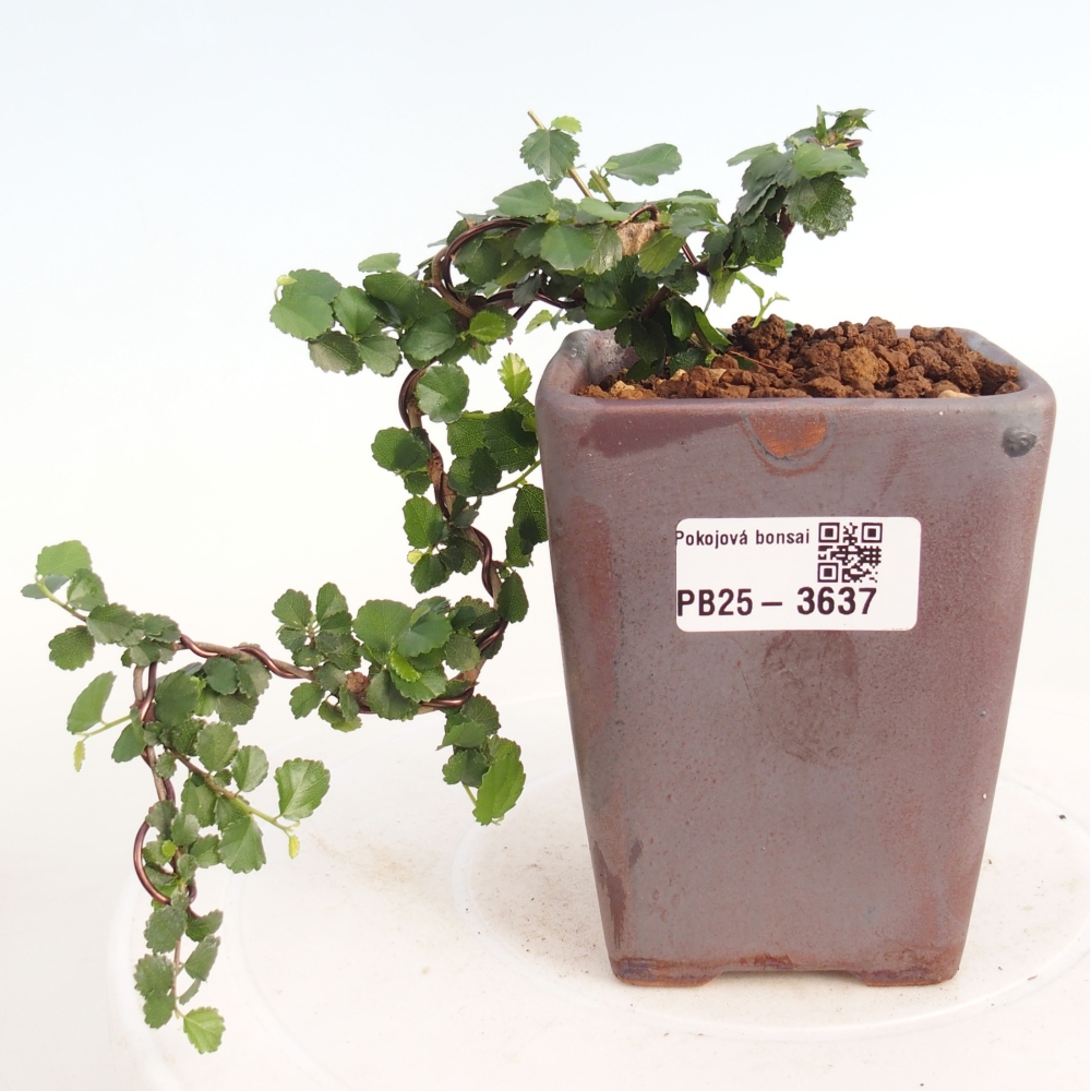 Zimmerbonsai - Grewia sp. - Grewia malafolia