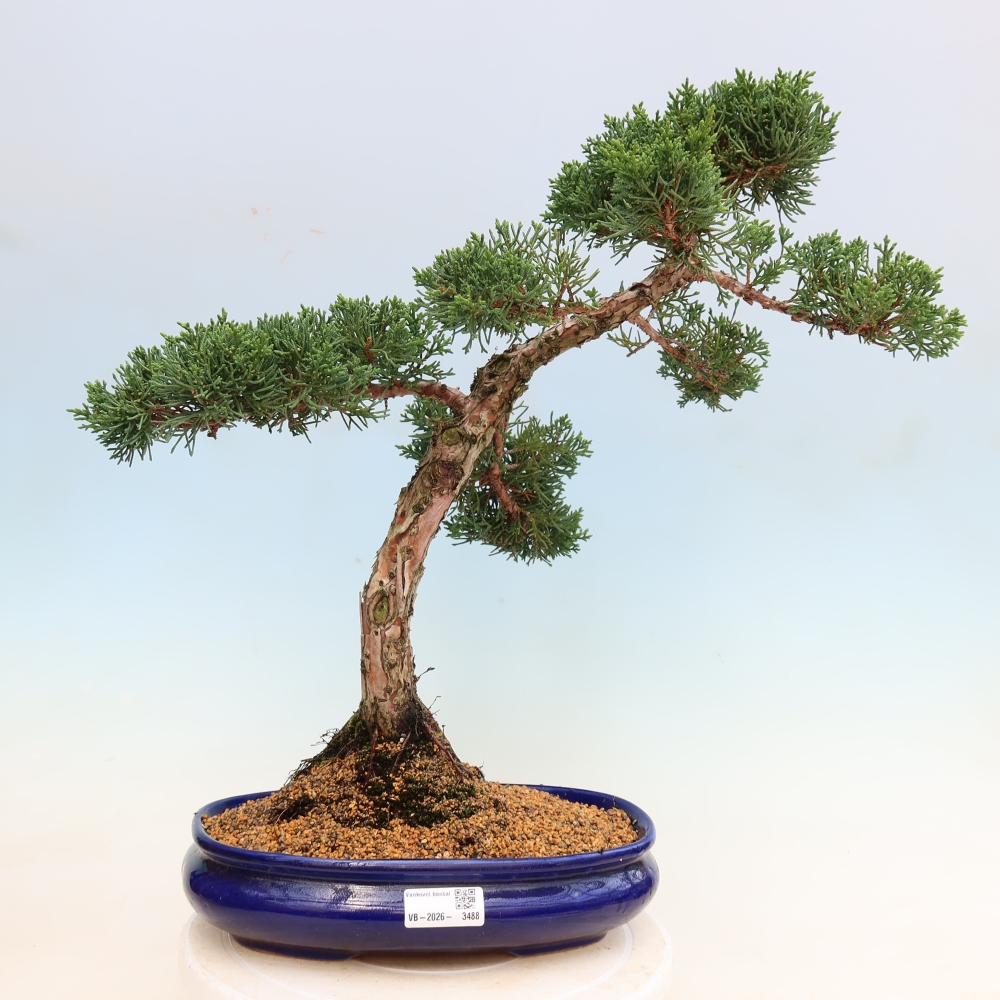 Bonsai für draußen - Juniperus chinensis Kishu
