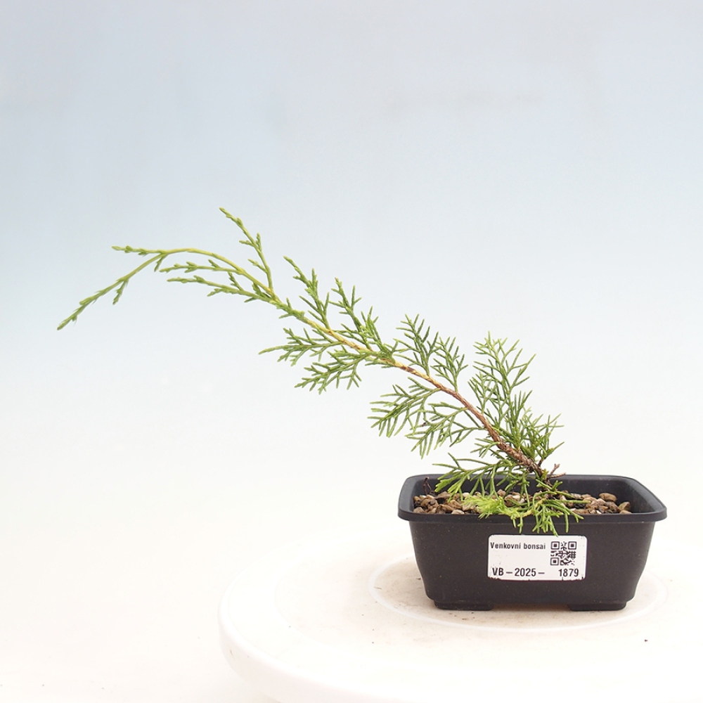 Bonsai für draußen - Juniperus chinensis Itoigawa