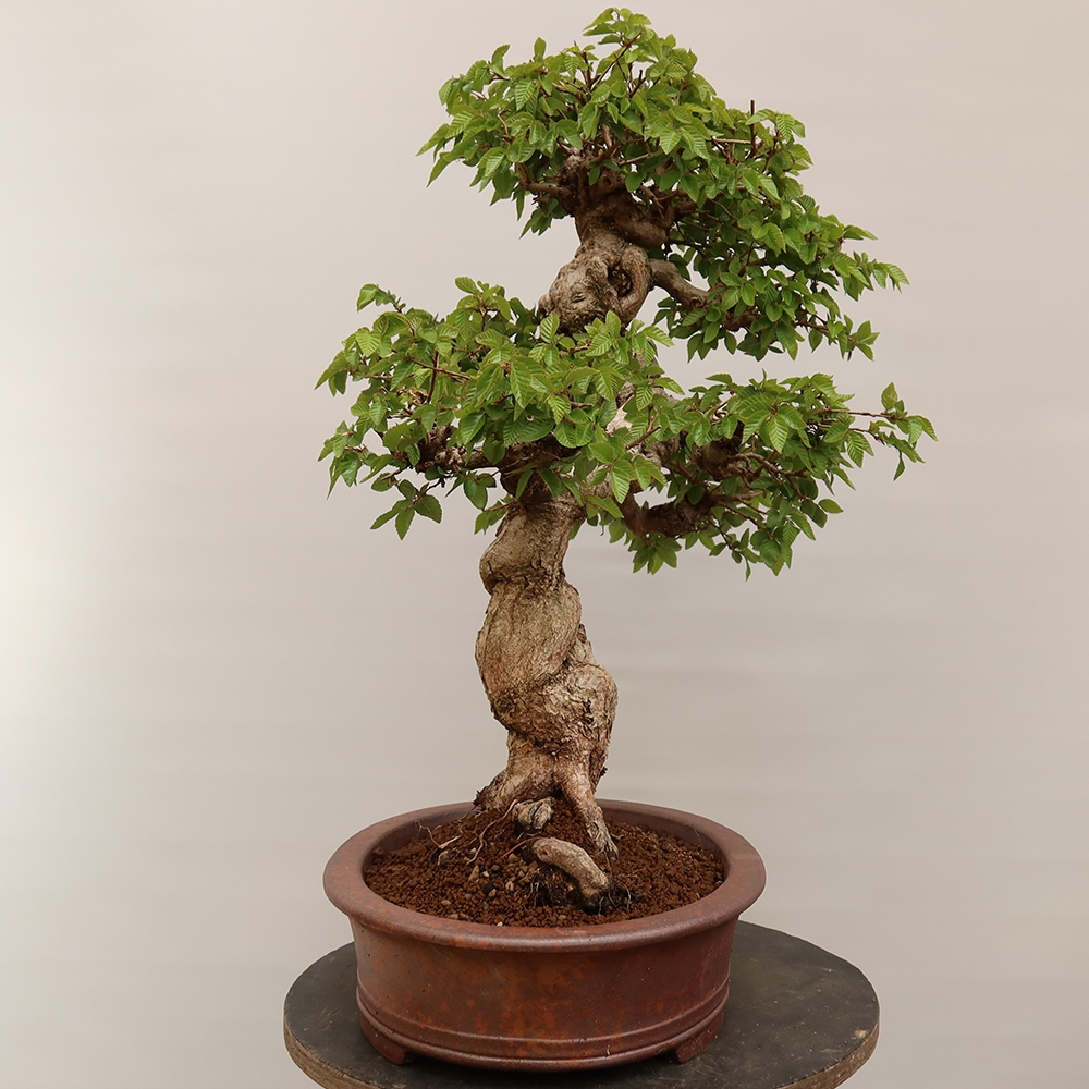 Bonsai für draußen - Karpinus Coreana - Koreanische Hainbuche