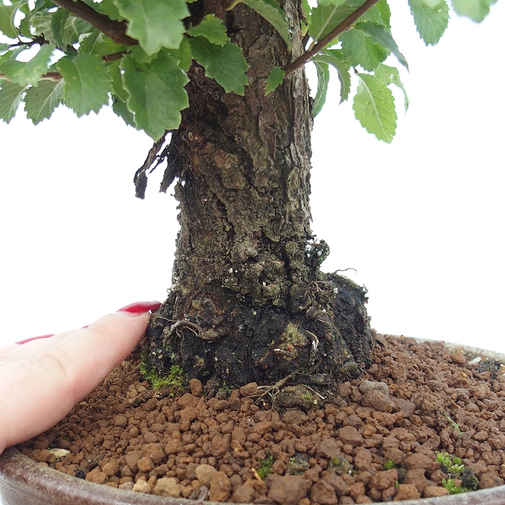 Bonsai für draußen - Zelkova - Zelkova NIRE