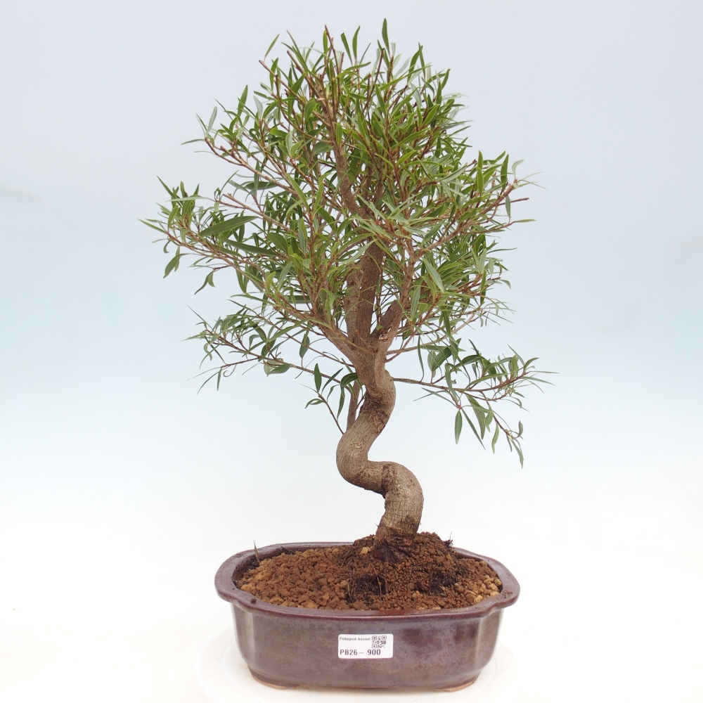 Zimmerbonsai - Ficus nerifolia - Kleinblättriger Ficus