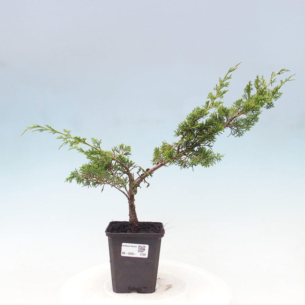 Bonsai für draußen - Juniperus chinensis Itoigawa