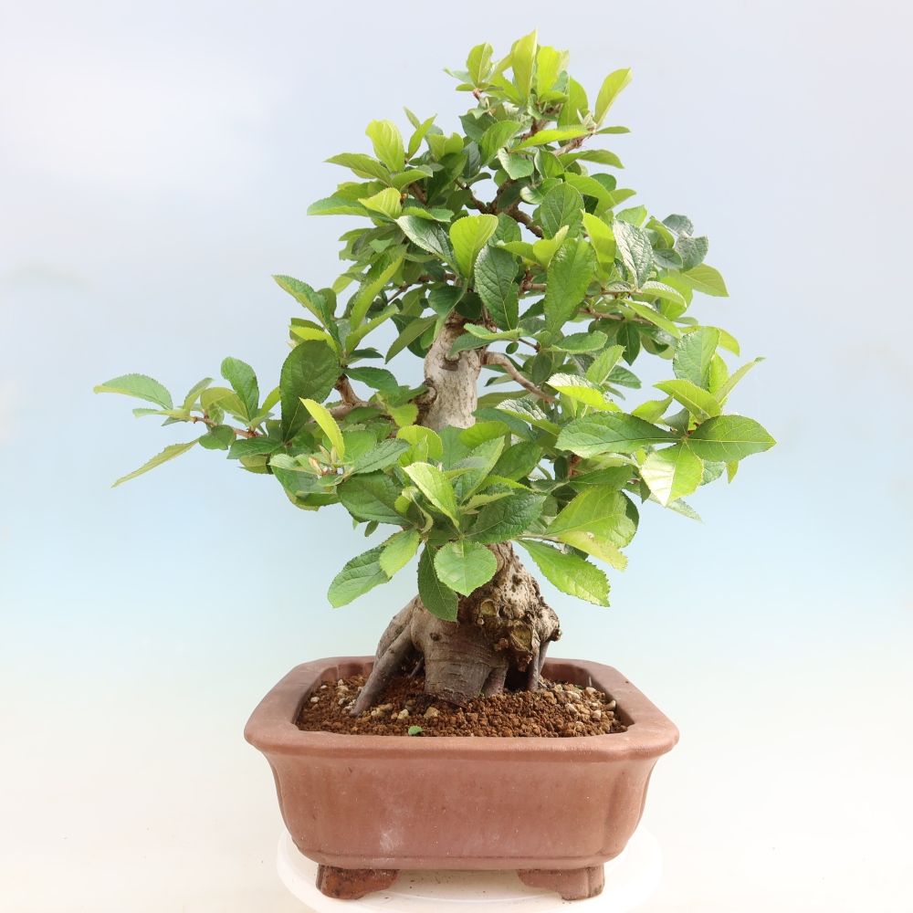 Bonsai für draußen - Photinia villosa