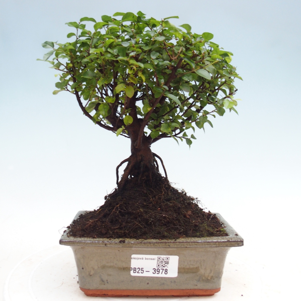 Zimmer Bonsai - Sageretia thea - Sageretia thea