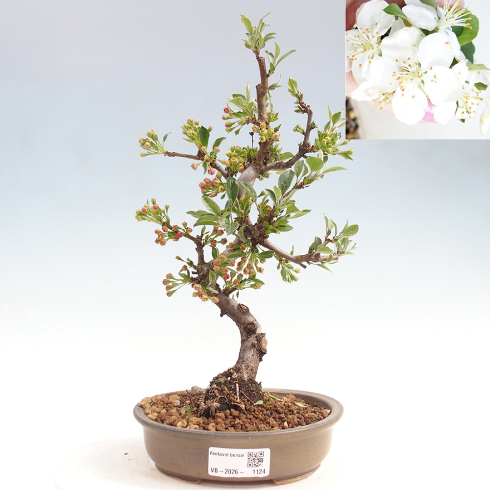 Outdoor Bonsai - Malus sargentii - Kleinfrüchtiger Apfelbaum