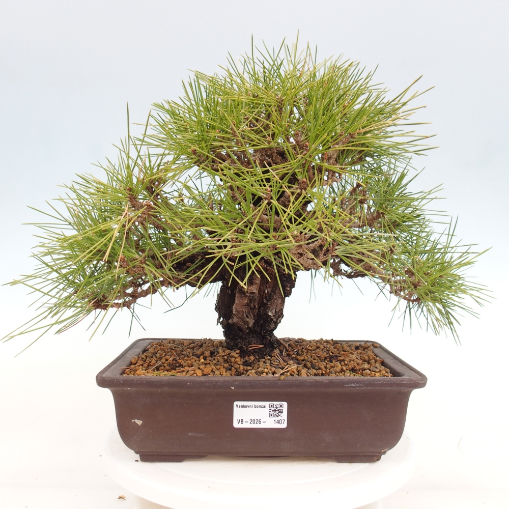 Bonsai für draußen - Pinus thunbergii - Thunberg-Kiefer