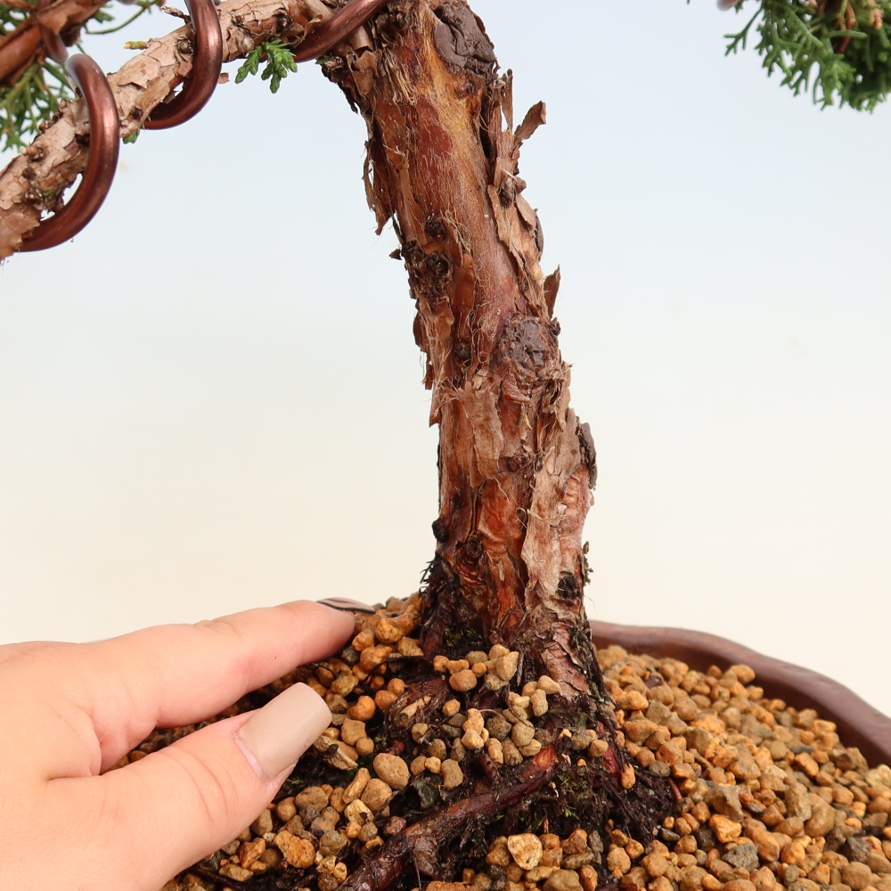 Bonsai für draußen - Juniperus chinensis Kishu