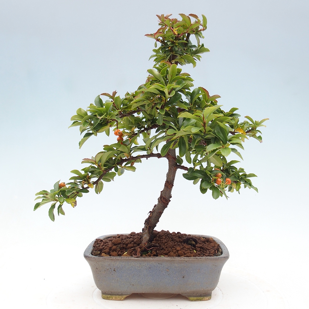 Freiland-Bonsai-Pyracantha Teton -Hlox