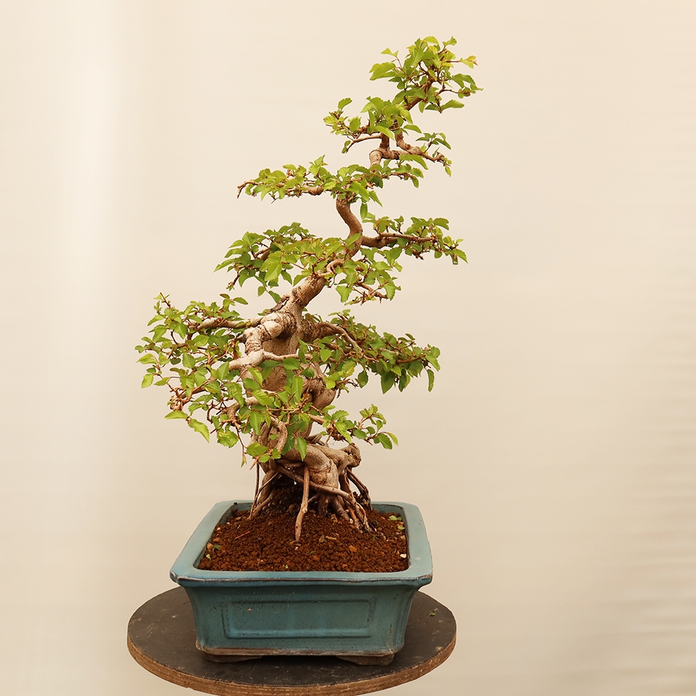Bonsai für draußen - Karpinus Coreana - Koreanische Hainbuche