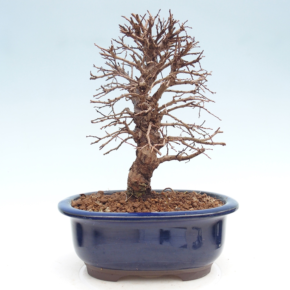 Bonsai für draußen - Zelkova - Zelkova NIRE