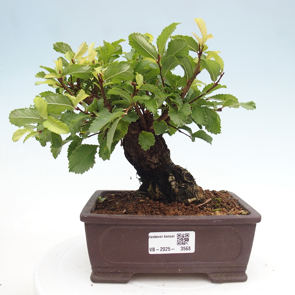 Bonsai für draußen - Zelkova - Zelkova NIRE