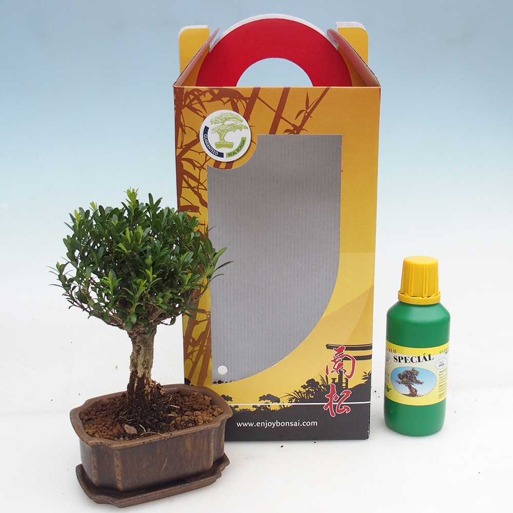 Zimmerbonsai im Geschenkkarton Buxus harlandii - Korkbuxus