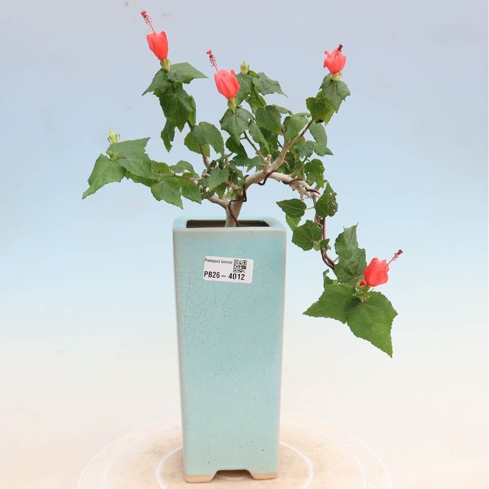 Zimmerbonsai - Malvaviscus arboreus