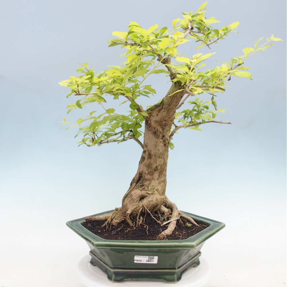 Zimmerbonsai - Duranta erecta Aurea