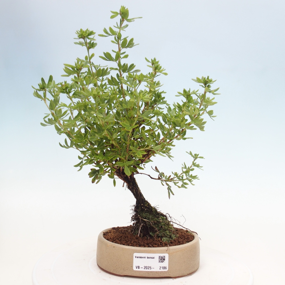 Bonsai für draußen - Potentila fruticosa gelber Vogel