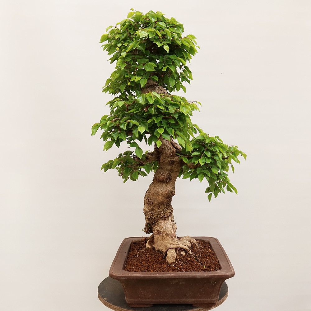Bonsai für draußen - Karpinus Coreana - Koreanische Hainbuche