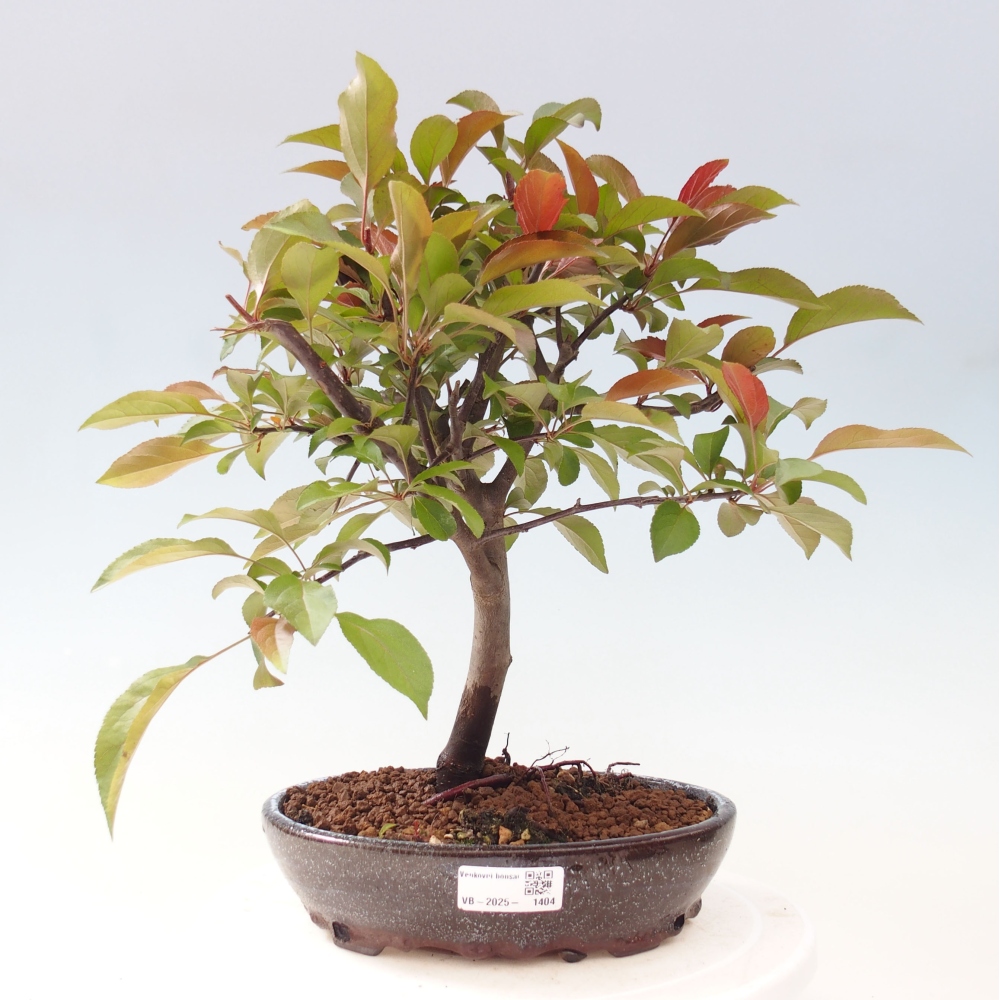 Outdoor-Bonsai -Malus domestica - Kleinfrüchtiger rotblättriger Apfelbaum