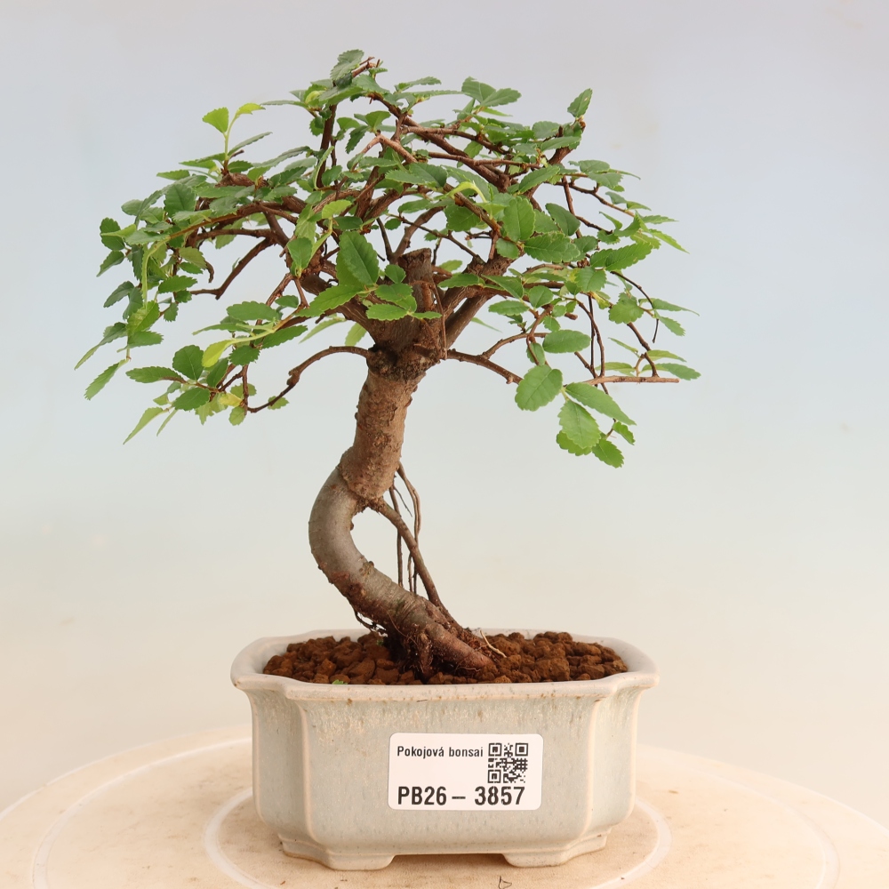 Zimmerbonsai - Ulmus parvifolia - Kleinblättrige Ulme