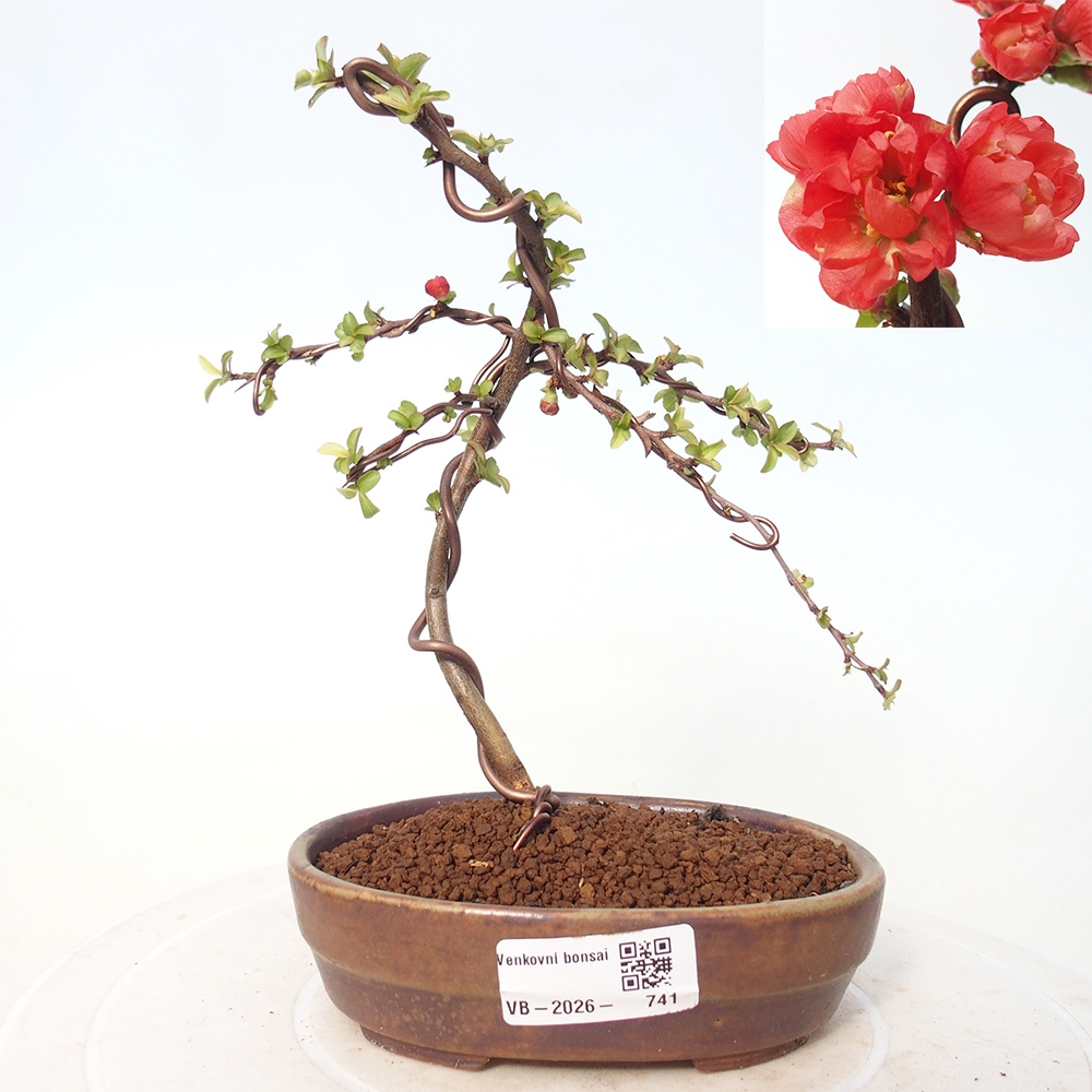 Bonsai für draußen - Chaneomeles s. Red Joy - Quitte