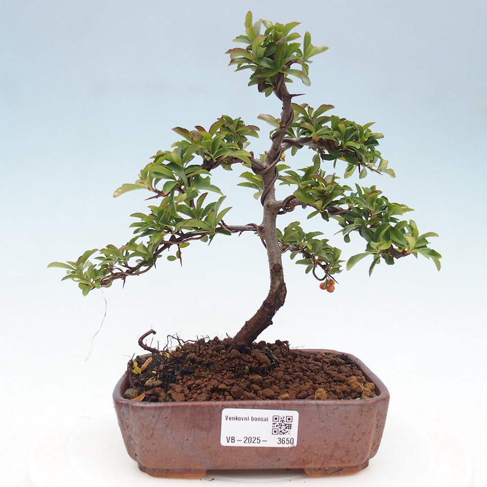 Freiland-Bonsai-Pyracantha Teton -Hlox