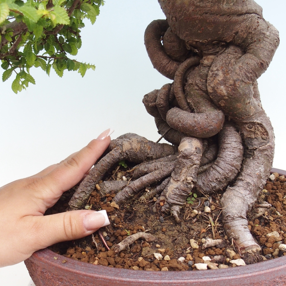 Bonsai für draußen - Ulmus parvifolia Hokkaido - Chinesische Ulme