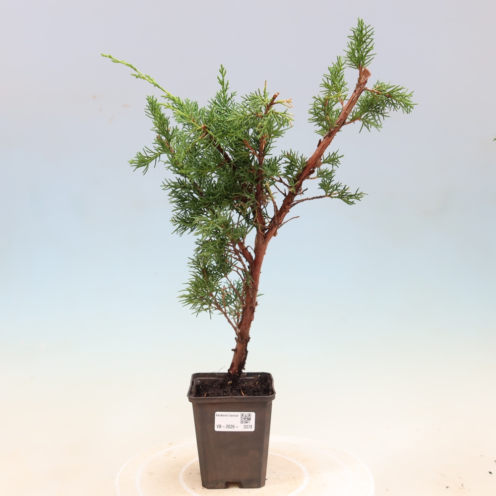 Bonsai für draußen - Juniperus chinensis Kishu