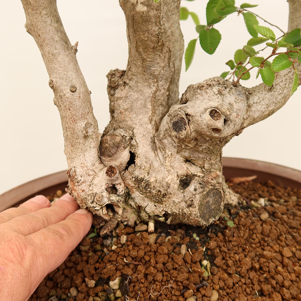 Bonsai für draußen - Karpinus Coreana - Koreanische Hainbuche