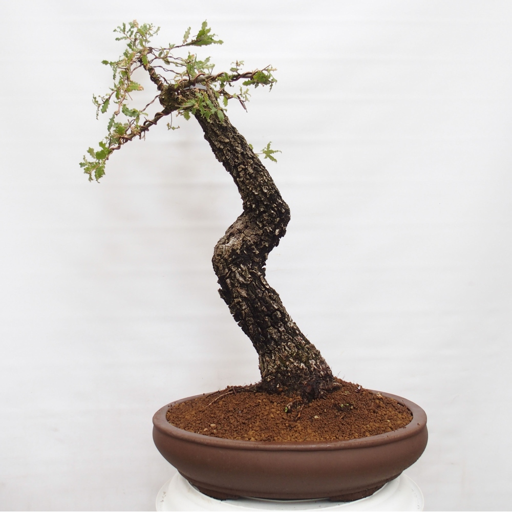 Yamadori - Quercus Ilex - Eichenstechpalme